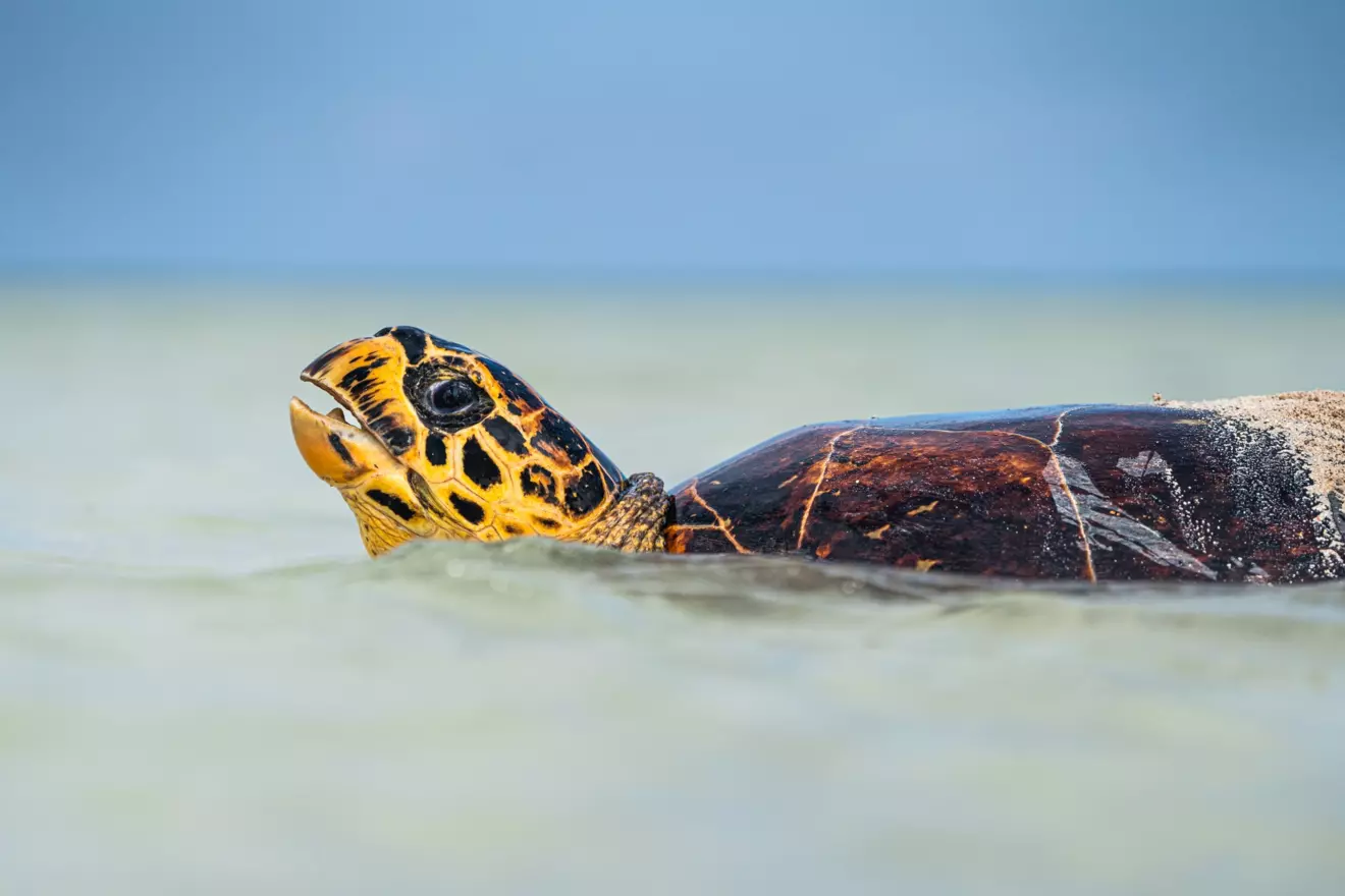 Platte-Island-wild .life turtles.jpg