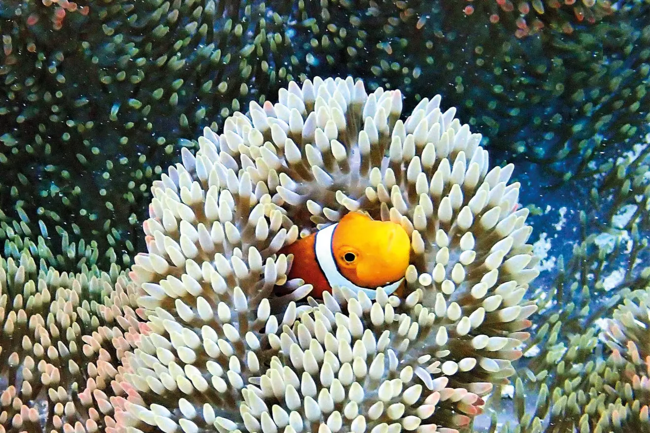 adventure-travel-clownfish-hidding-00.jpg