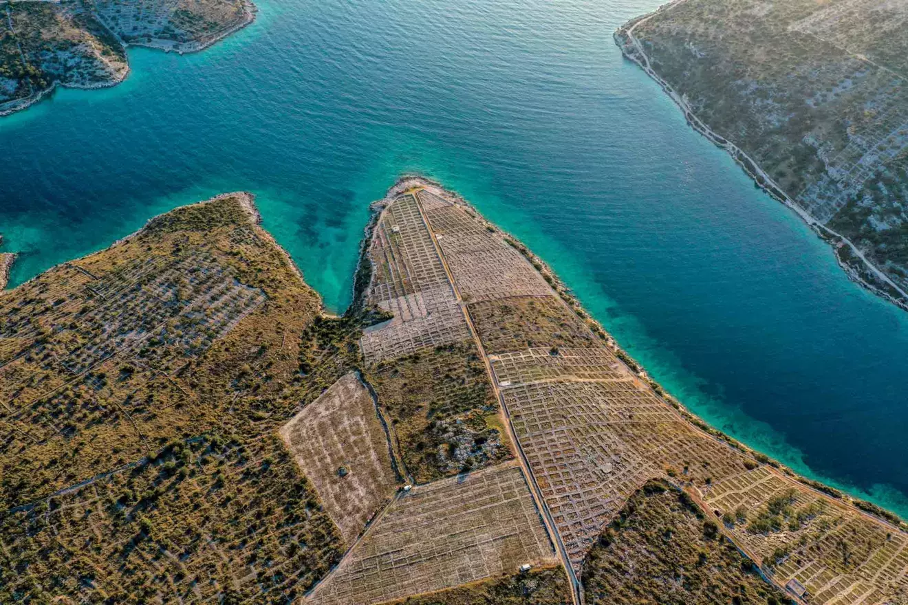 vineyards - primosten.webp